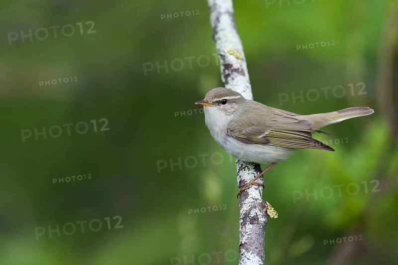 Arctic Warbler - Wanderlaubsänger - Phylloscopus borealis. Russia (Ural)