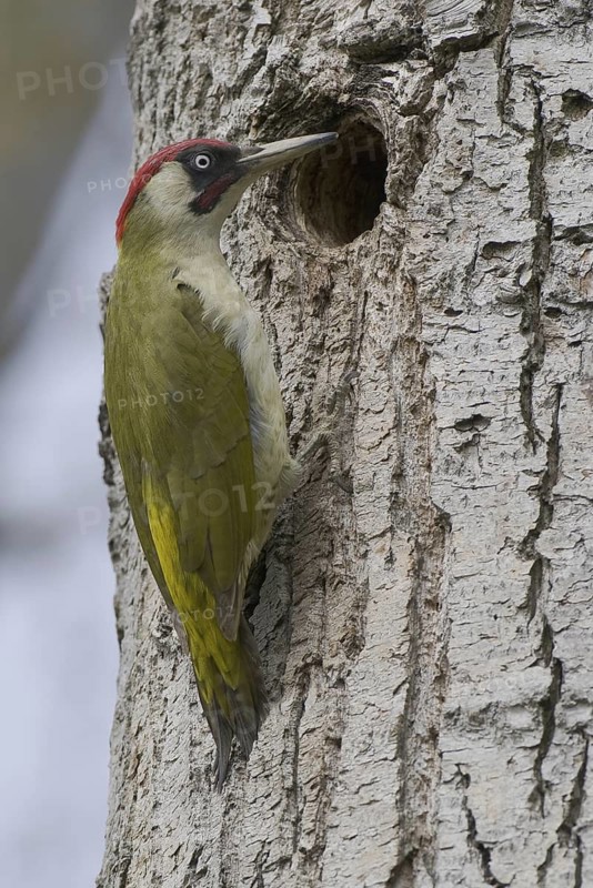 European Green Woodpecker (Picus viridis), Saxony, Germany