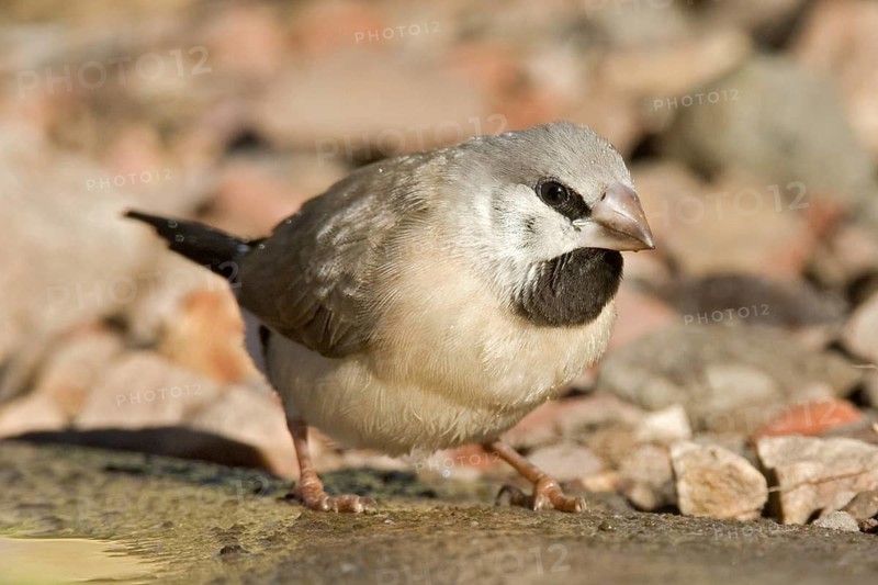Long-tailed Finch (Poephila acuticauda) juvenile, Kimberley, Western Australia, Australia