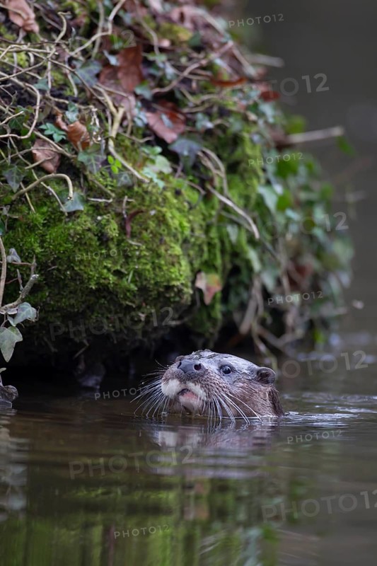 Eurasian otter (Lutra lutra) adult animal in a river, England, United Kingdom