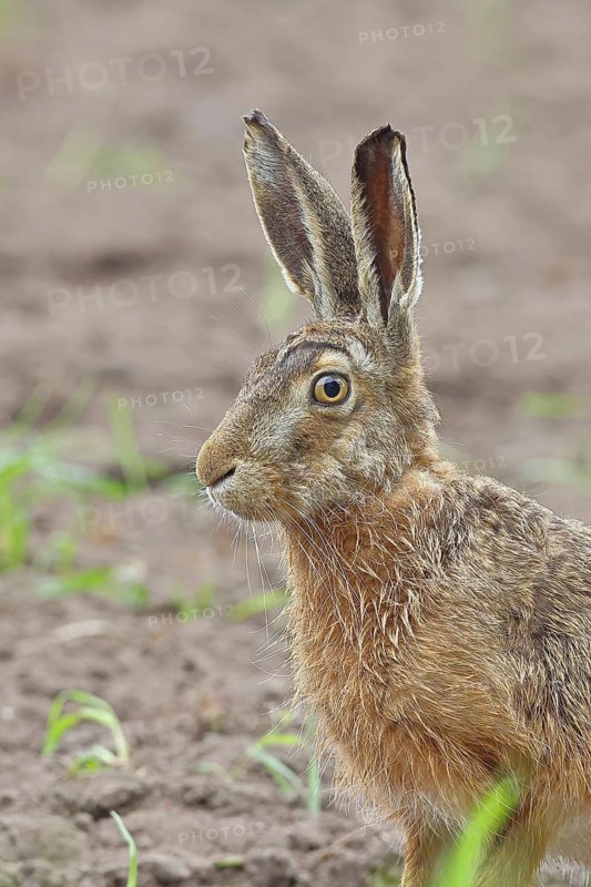 European hare (Lepus europaeus) sitting in a field, animal portrait, North Rhine-Westphalia, Germany