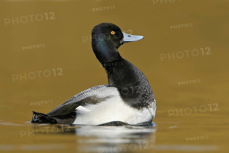 Lesser Scaup (Aythya affinis) male, Texas, USA
