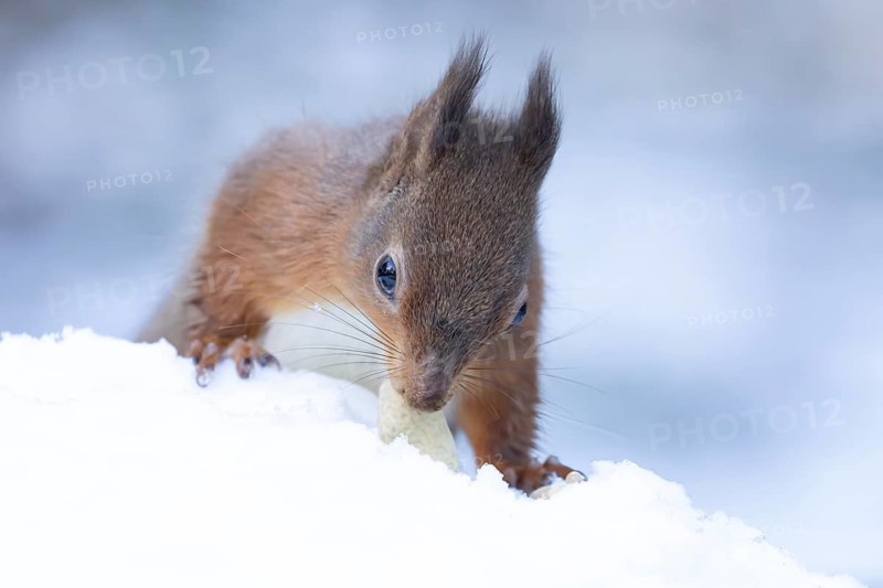 Red squirrel (Sciurus vulgaris) adult animal eating a nut in snow in winter, England, United Kingdom