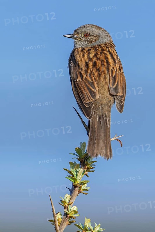 Dunnock, hedge accentor (Prunella modularis, Motacilla modularis) perched in shrub in spring