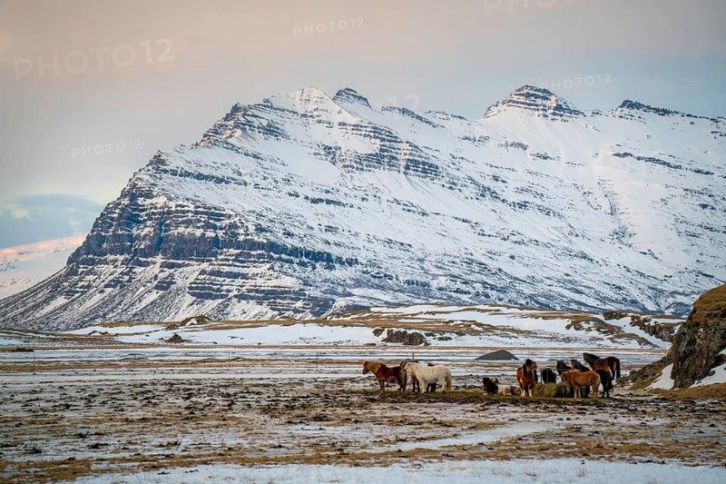 A serene Icelandic winter scene featuring horses grazing on a snowy plain with majestic mountains in the background. Captures the tranquil beauty of Iceland's wilderness