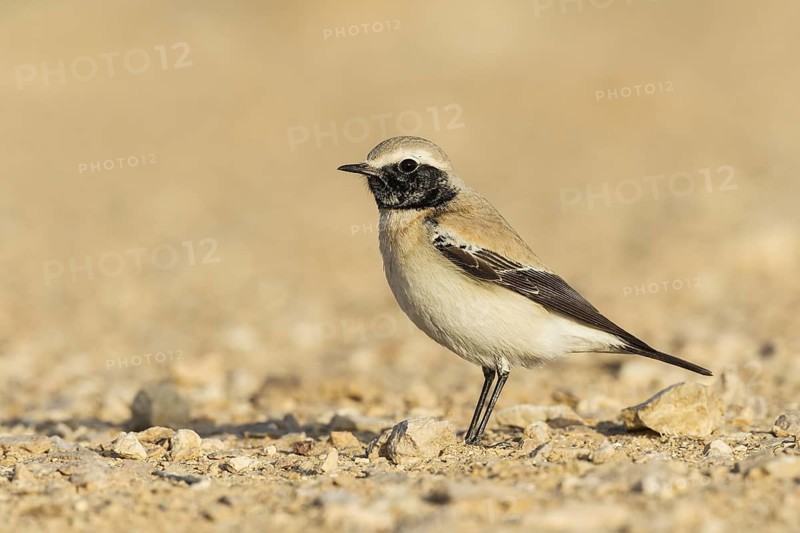 Desert Wheatear (Oenanthe deserti homochroa) male, Eilat, Israel