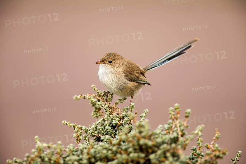 White-winged Fairywren (Malurus leucopterus) female, South Australia, Australia