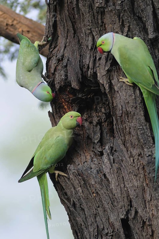 Rose-ringed Parakeet (Psittacula krameri), Keoladeo National Park, India