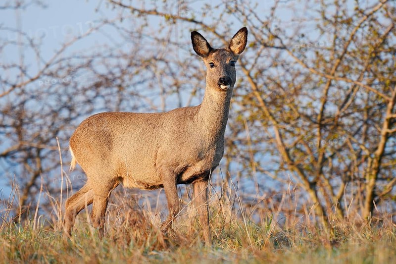 European roe deer (Capreolus capreolus), doe, North Rhine-Westphalia, Germany