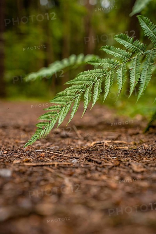 Fern tip touches forest floor, Black Forest, Germany