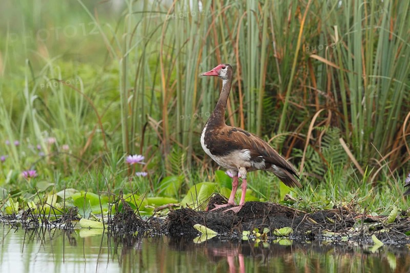 Spur-winged Goose (Plectropterus gambensis), Mabamba Swamp, Uganda