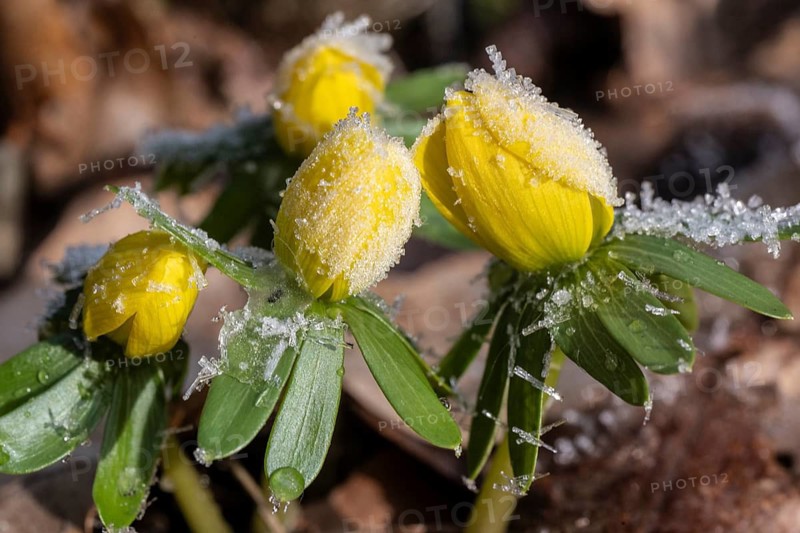 Winter aconite (Eranthis hyemalis), Emsland, Lower Saxony, Germany