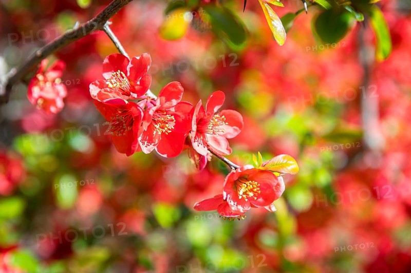 The flowers of the ornamental quince (Chaenomeles) glow red in April, Saxony