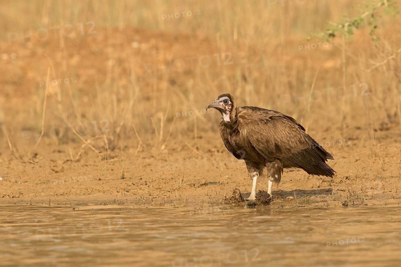 Hooded Vulture (Necrosyrtes monachus) juvenile, Gambia