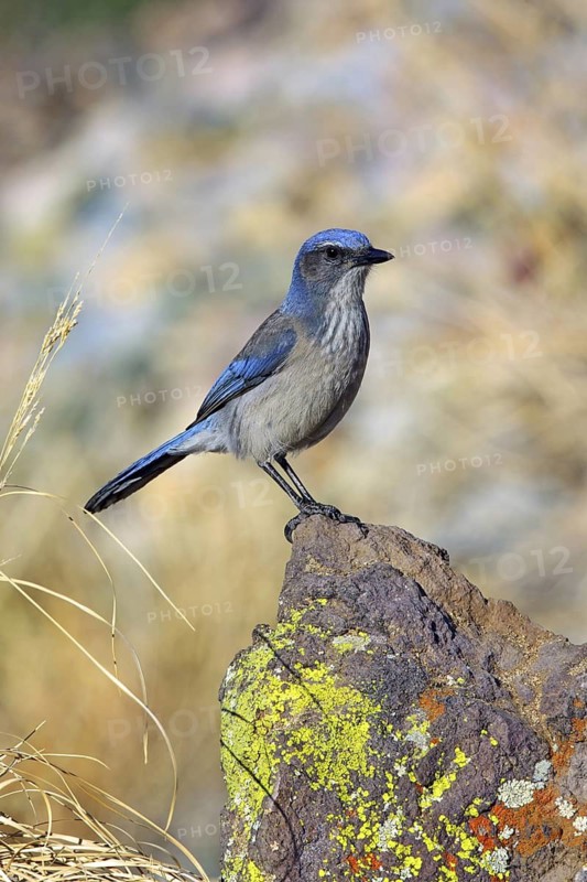 Woodhouse’s Scrub-Jay Aphelocoma woodhouseii Tucson, Pima County, Arizona, United States 9 February Adult Corvidae Formerly Western Scrub-Jay (Aphelocoma californica nevadae)