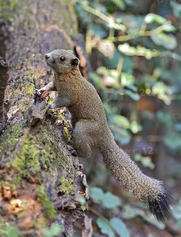 Graubauchhörnchen (Callosciurus caniceps) im Morgenlicht im Regenwald auf Baumstamm kletternd, Kaeng Krachan Nationalpark, Thailand