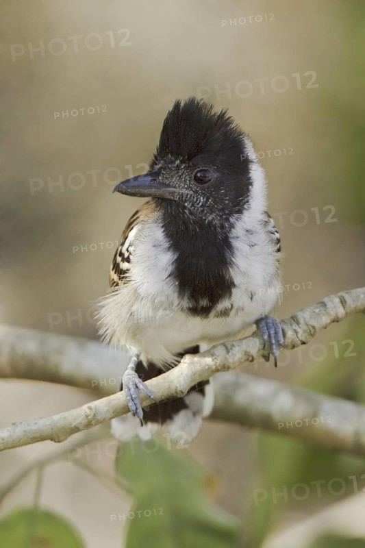 Collared Antshrike, (Thamnophilus bernardi), Ecuador