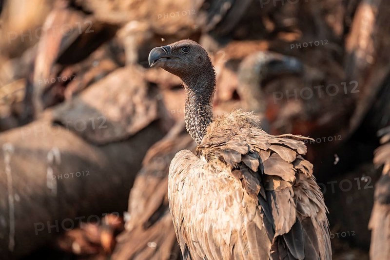 White-backed vulture (Gyps africanus), vulture feeding on the carcass of an elephant, Ihaha, Chobe National Park, Botswana