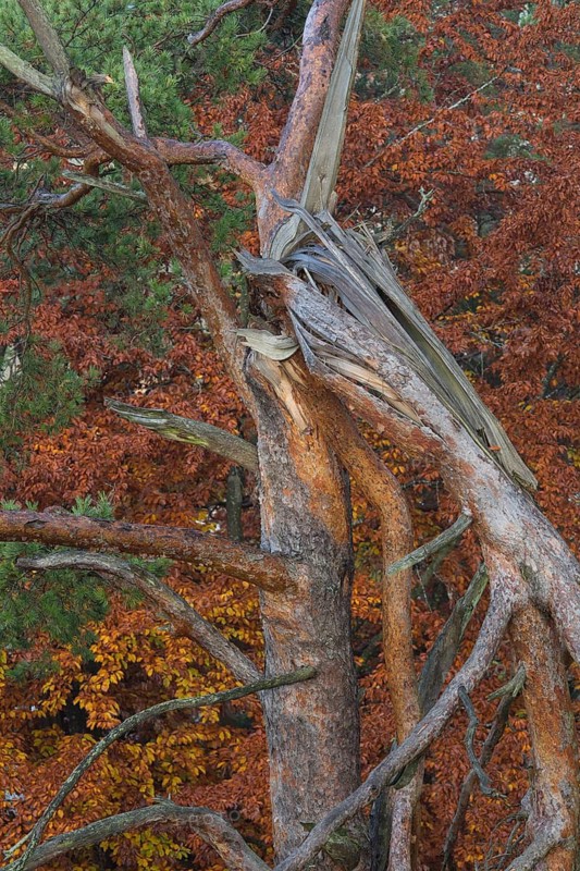 Broken tree at sunrise close to the 12 Apostels rock formation in the Altmühl valley nature park close to Solnhofen in Bavaria, Germany. Some fog and trees in autumn colors