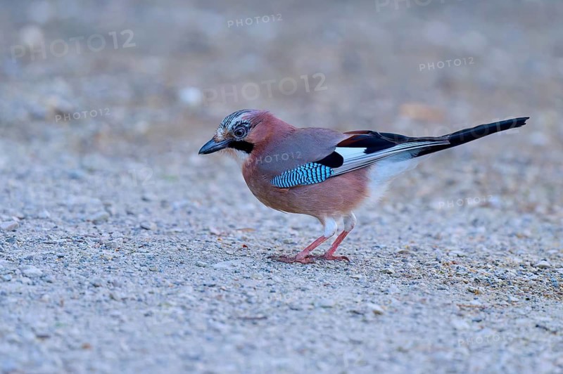 Eurasian Jay standing on the ground, blue and brown plumage, close-up view of bird, jay (Garrulus glandarius), spring, bird island, Altmühlsee, Muhr am See, Gunzenhausen, Franconian Lake District, Bavaria, Germany