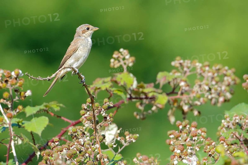 Red-backed Shrike (Lanius collurio) juvenile perched on a branch, Cantabria, Spain