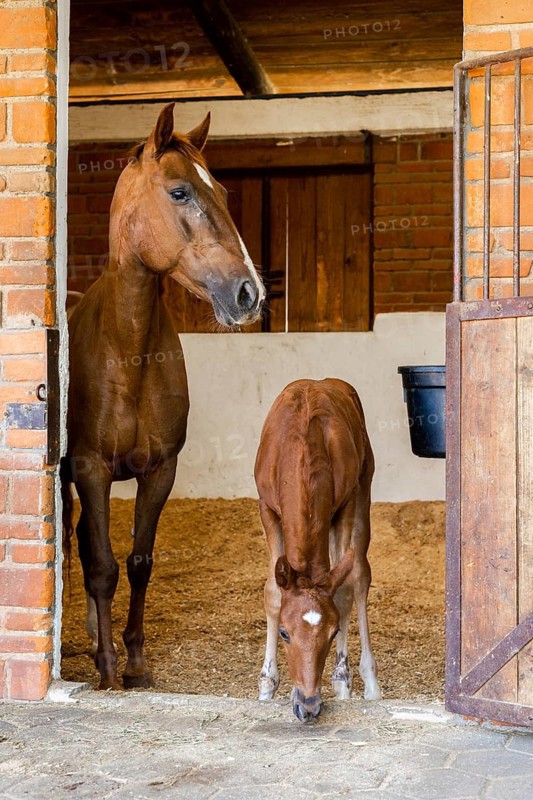 A young foal accompanied by its mother mare stands at the entrance of a rustic stable. The cozy setting includes textured brick walls and a wooden doorframe