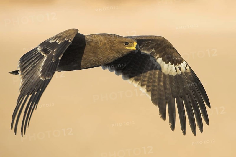 Steppe Eagle (Aquila nipalensis), Oman