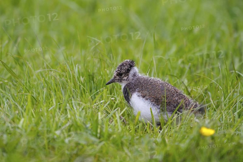 Northern Lapwing (Vanellus vanellus) juvenile, Netherlands