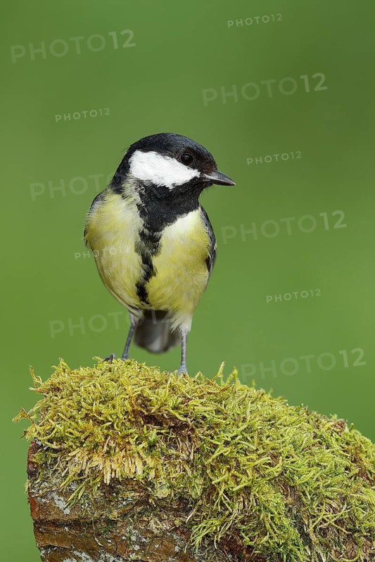 Great tit (Parus major), sitting on a moss-covered tree root, Wilden, North Rhine-Westphalia, Germany