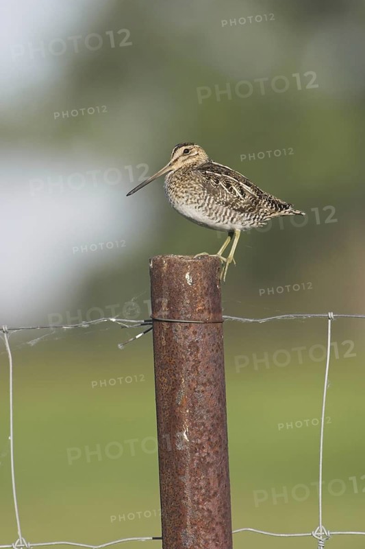 Wilson's Snipe (Gallinago delicata), Ontario, Canada
