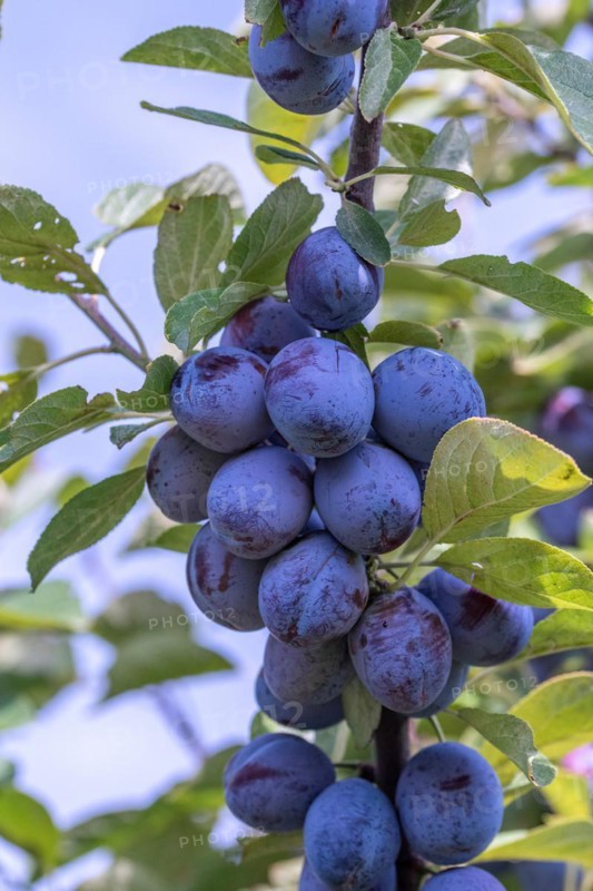 Plum (Prunus domestica 'Italienische Zwetsche'), tree and vine nursery Schreiber KG, Austria