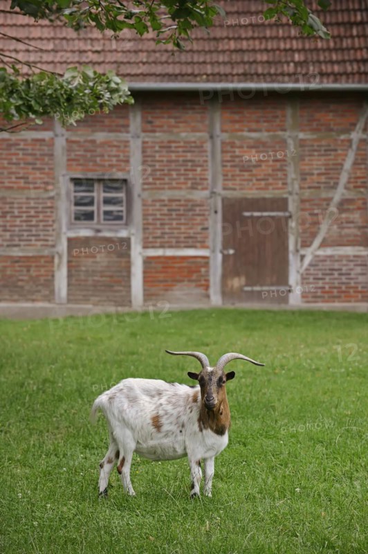 Domestic goat (Capra aegagrus hircus, Capra hircus), billy goat, North Rhine-Westphalia, Germany