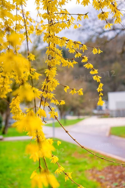 Forsythia branches with bright yellow flowers in spring light, Nagold, Calw district, Germany