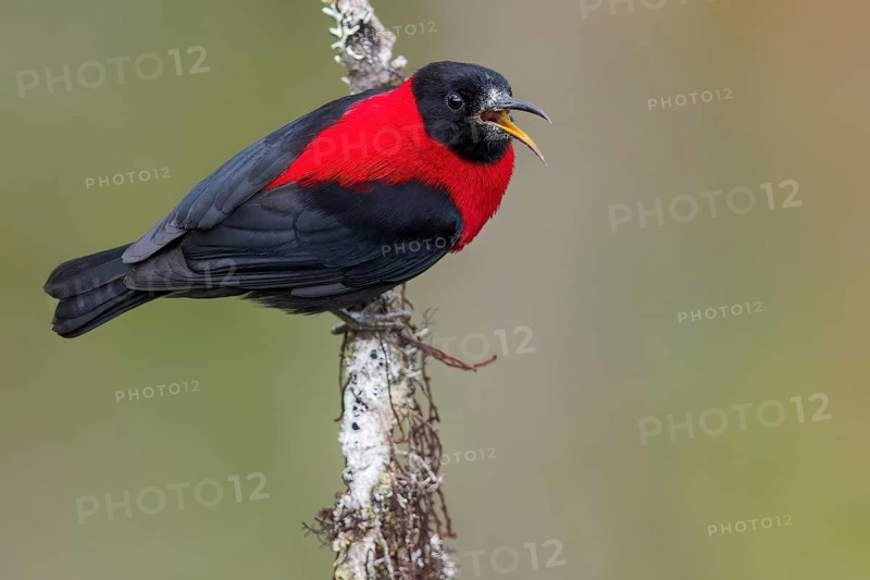 Red-collared Myzomela (Myzomela rosenbergii) perched on a branch in Papua New Guinea