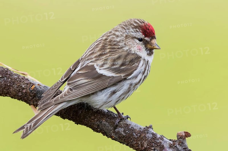Redpoll, songbird, family of goldfinches, (Carduelis flammea), animals. Birds, Varanger Bird Park, Finnmark, Norway