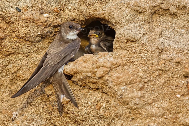 Sand Martin (Riparia riparia) at nesting wall, North Rhine-Westphalia, Germany