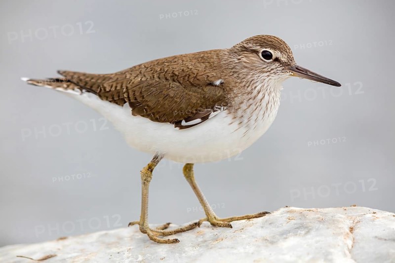 Common sandpiper, sandpiper (Actitis hypoleuco), biotope, habitat, foraging, Lesvos, Greece