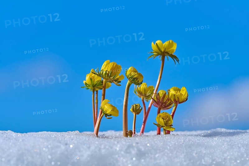 Group of yellow flowers Winter Aconite (Eranthis hyemalis), blooming from snow under blue sky, spring, Bavaria, Germany