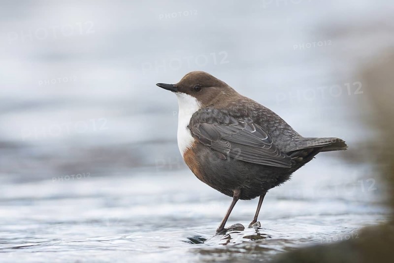 Dipper - Wasseramsel - Cinclus cinclus ssp. aquaticus, Germany, 2nd cy