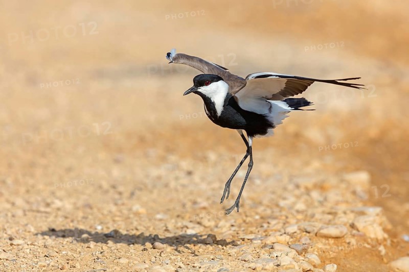 Spur-winged Lapwing, Hoplopterus spinosus, Vanellus spinosus, Israel