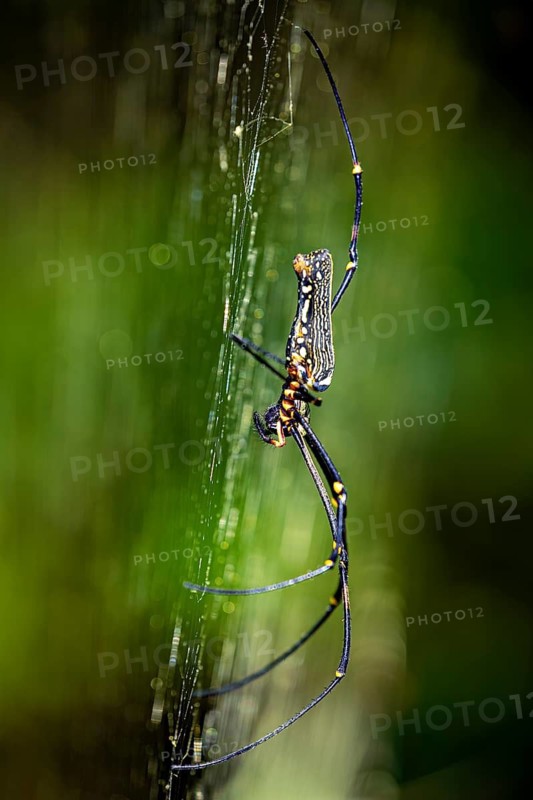 Side close-up of a spider on a web with blurred green background. Details of the body and legs, a silk spider (Nephila) in the jungle of Ratnapura in Sri Lanka