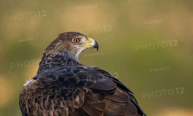 A striking close-up shot of a Bonelli's Eagle set against a soft, green background in Valencia, capturing the majestic gaze and detailed plumage of this rare bird of prey