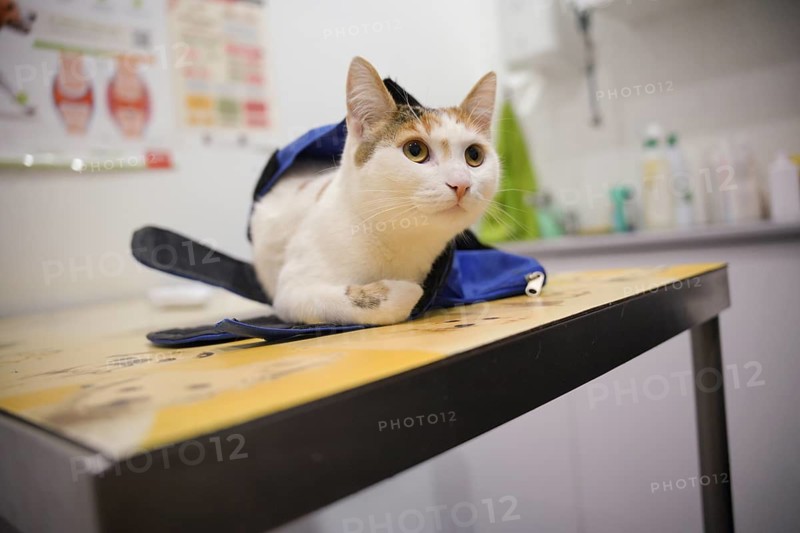 A cat lies calmly on an examination table at the veterinarian's clinic, resting in a blue restraint bag. The setting is professional and clean, ensuring comfort