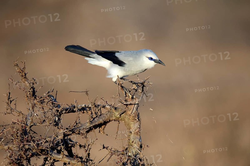 Stresemann's Bushcrow (Zavattariornis stresemanni), Soda Plains, Ethiopia