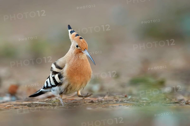 Eurasian Hoopoe (Upupa epops) perched on the ground, Spain