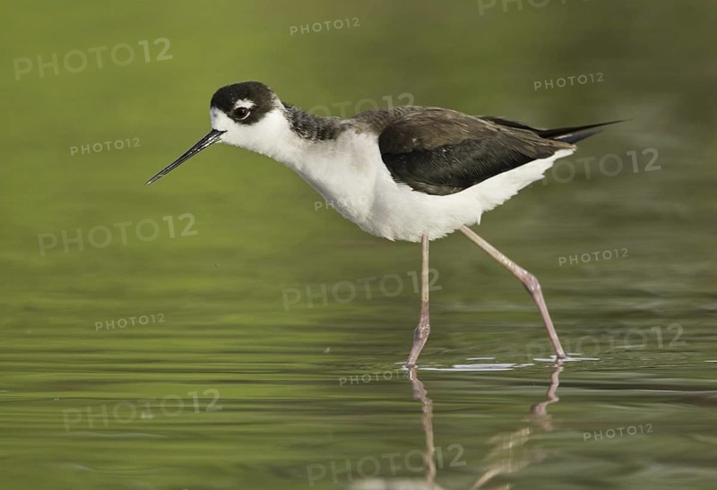 Black-necked Stilt (Himantopus mexicanus), Arizona, USA