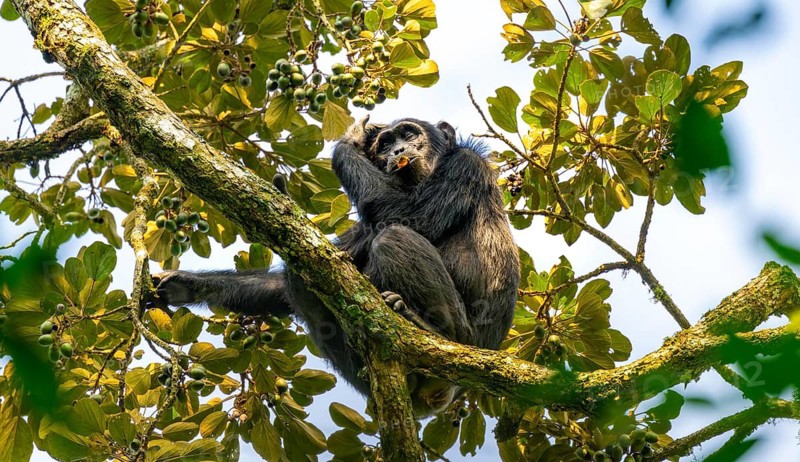 Chimpanzee (Pan Troglodytes), adult male in a tree, eating fruit, Murchison Falls National Park, Uganda