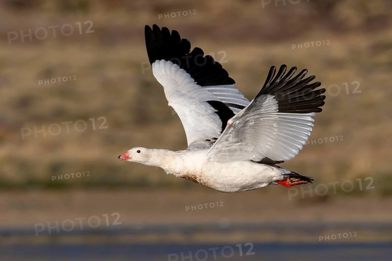 Andean Goose (Chloephaga melanoptera) male flying, Parinacota, Chile