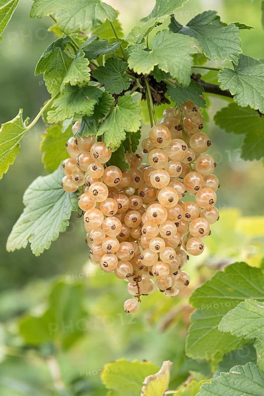 White currant (Ribes rubrum 'Blanka'), Bavarian Fruit Centre, Germany