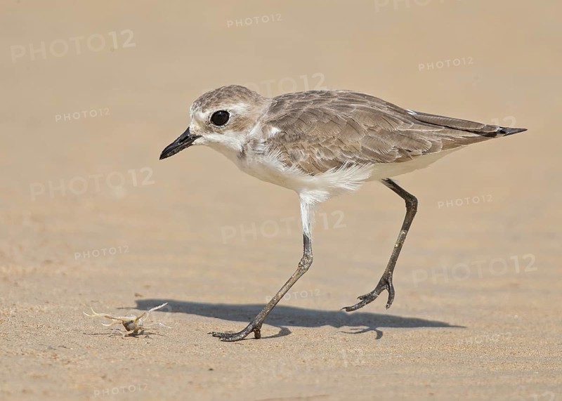 Lesser Sand Plover (Charadrius mongolus) eating crab, Thailand